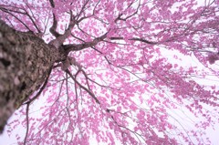 下のぞき枝垂れ