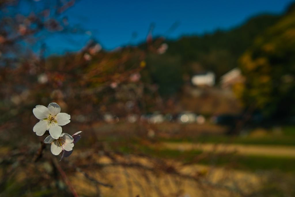 春と勘違いして咲いた桜は、何を思う