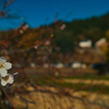 春と勘違いして咲いた桜は、何を思う