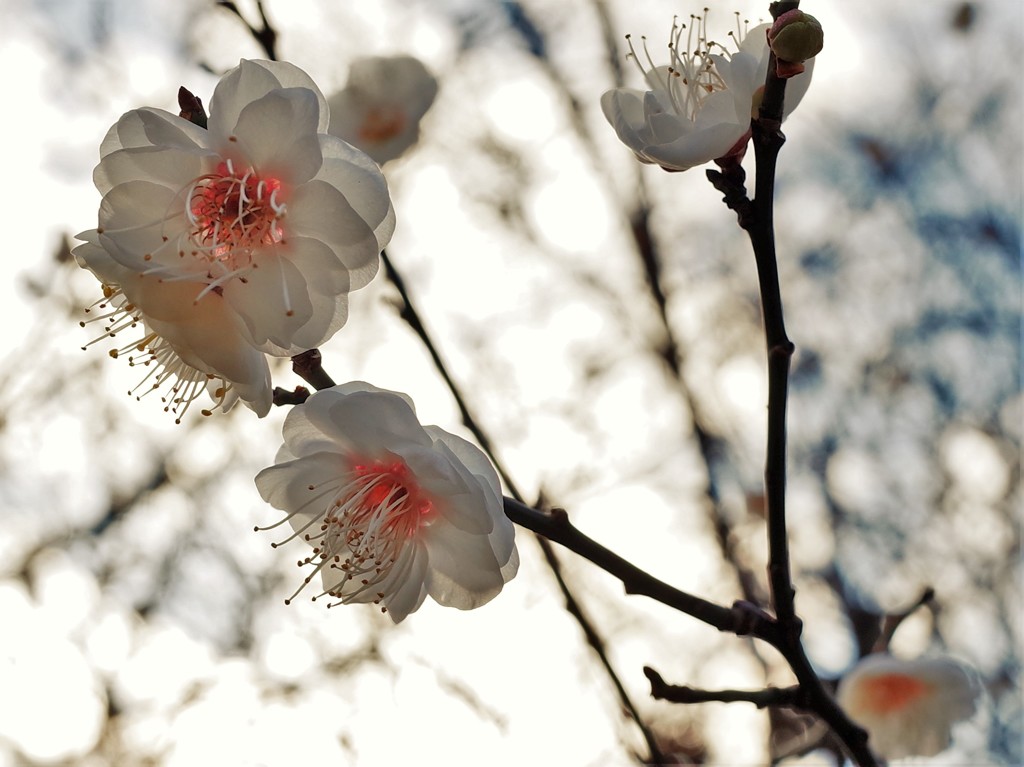 １月の梅