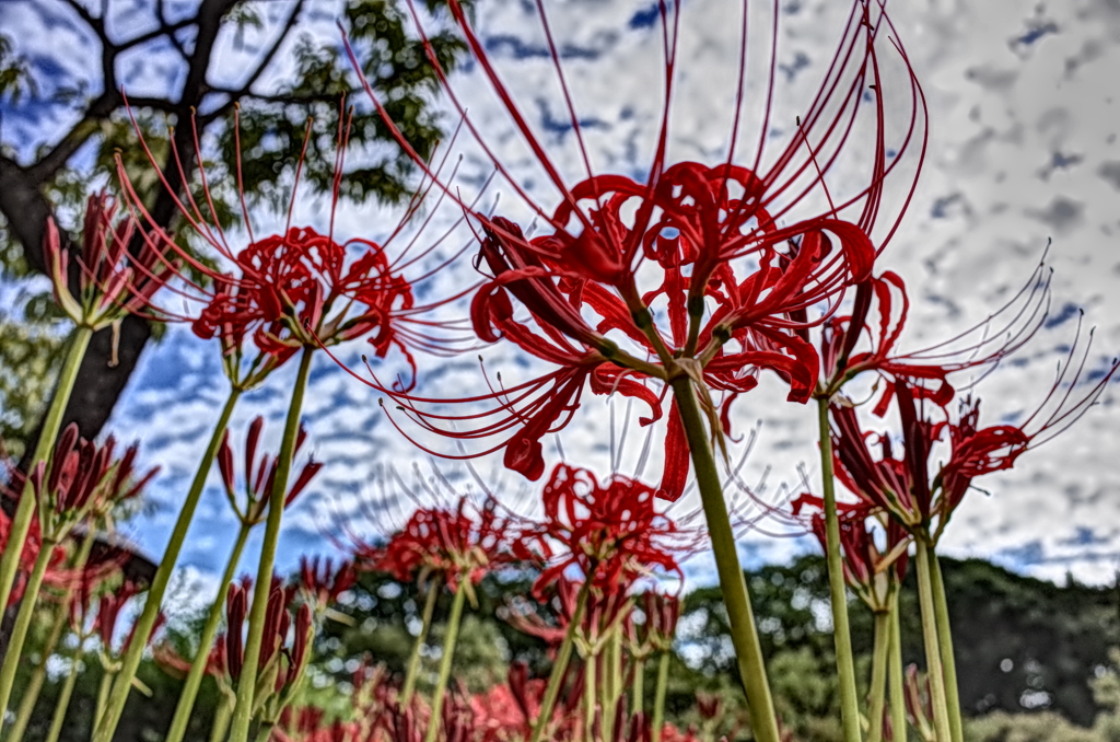 曼珠沙華と秋の空