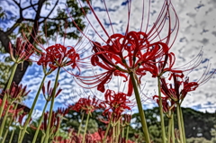 曼珠沙華と秋の空