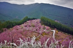 千本枝垂れ
