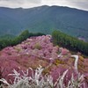 千本枝垂れ