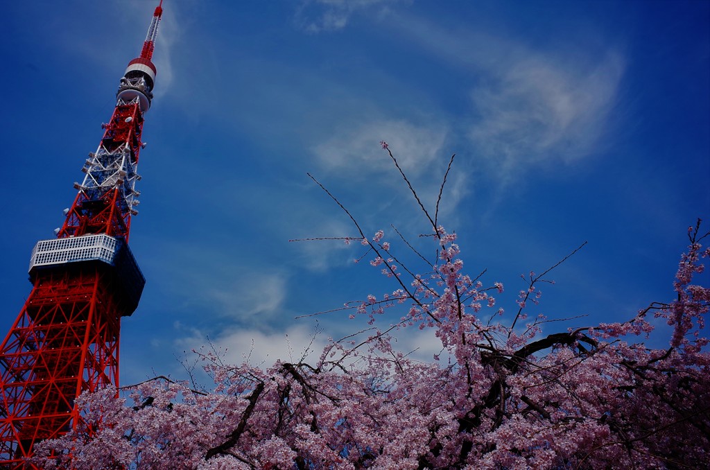 塔と桜