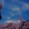 塔と桜