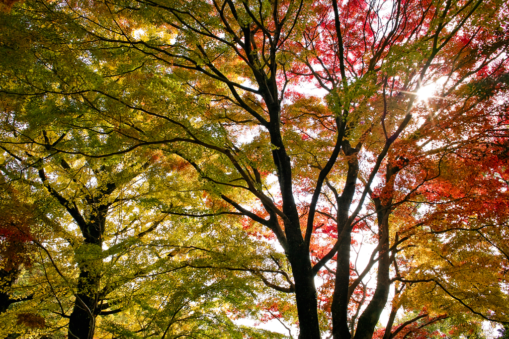 紅葉中山寺奥の院