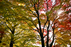 紅葉中山寺奥の院