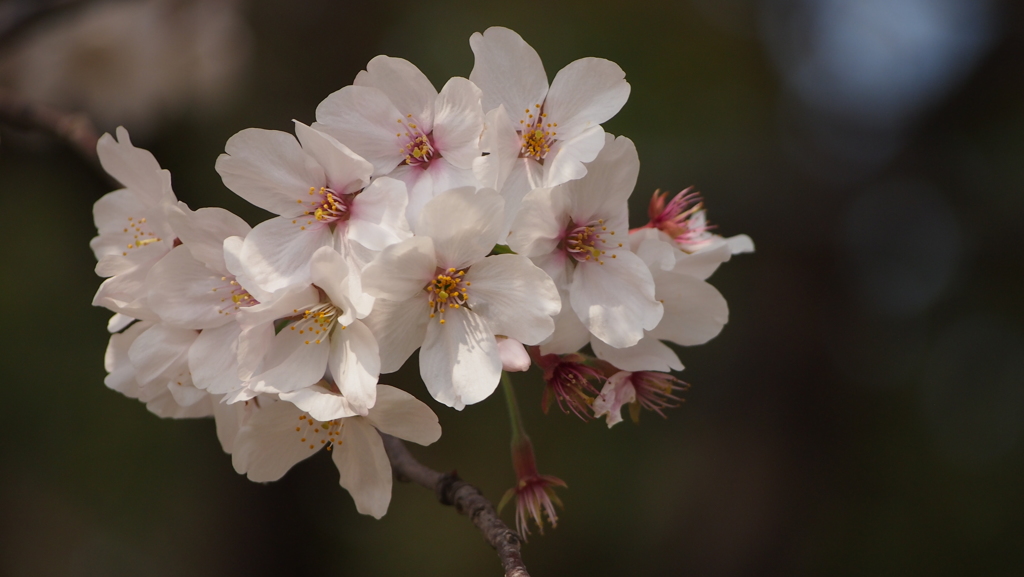 平成最後の桜⑤