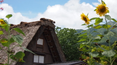 白川郷とひまわり