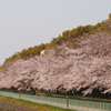 地元の桜並木