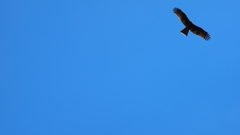 Ｓｋｙ’ｓ　Ｔｈｅ　Ｌｉｍｉｔ