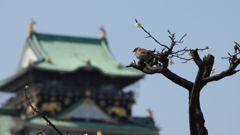 大阪城