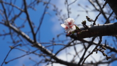 平成最後の春