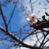 平成最後の春
