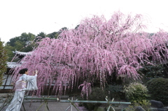 しだれ梅と着物