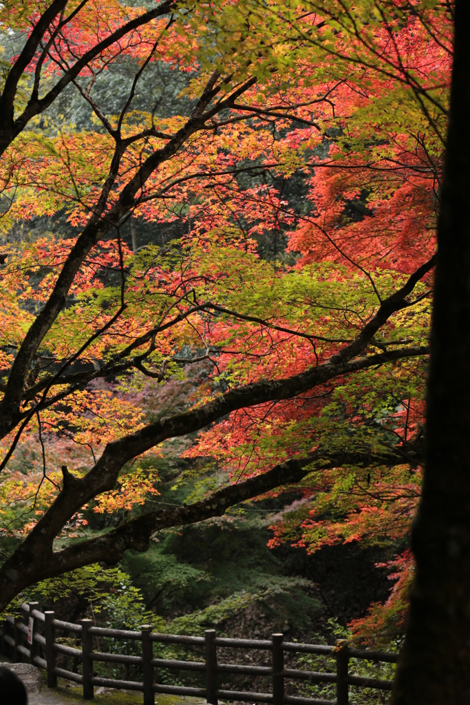 三郎の滝紅葉