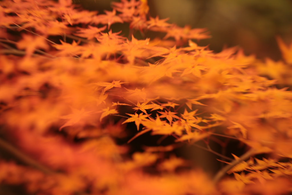 三郎の滝もみじ紅葉