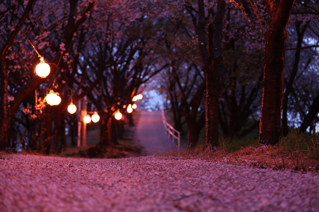 桜の絨毯