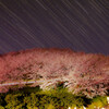 千本桜鷺島