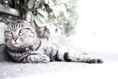 ねこ