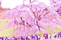 三春の滝桜