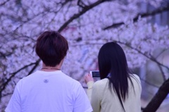 花見