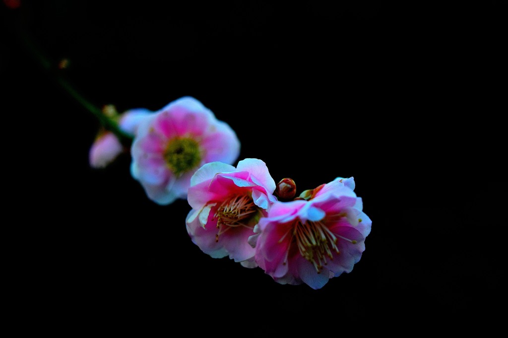 早咲き②