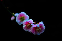 早咲き②