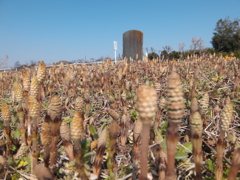 DSCF1276