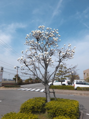 DSCF1282