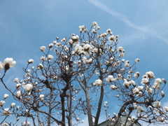 DSCF1286