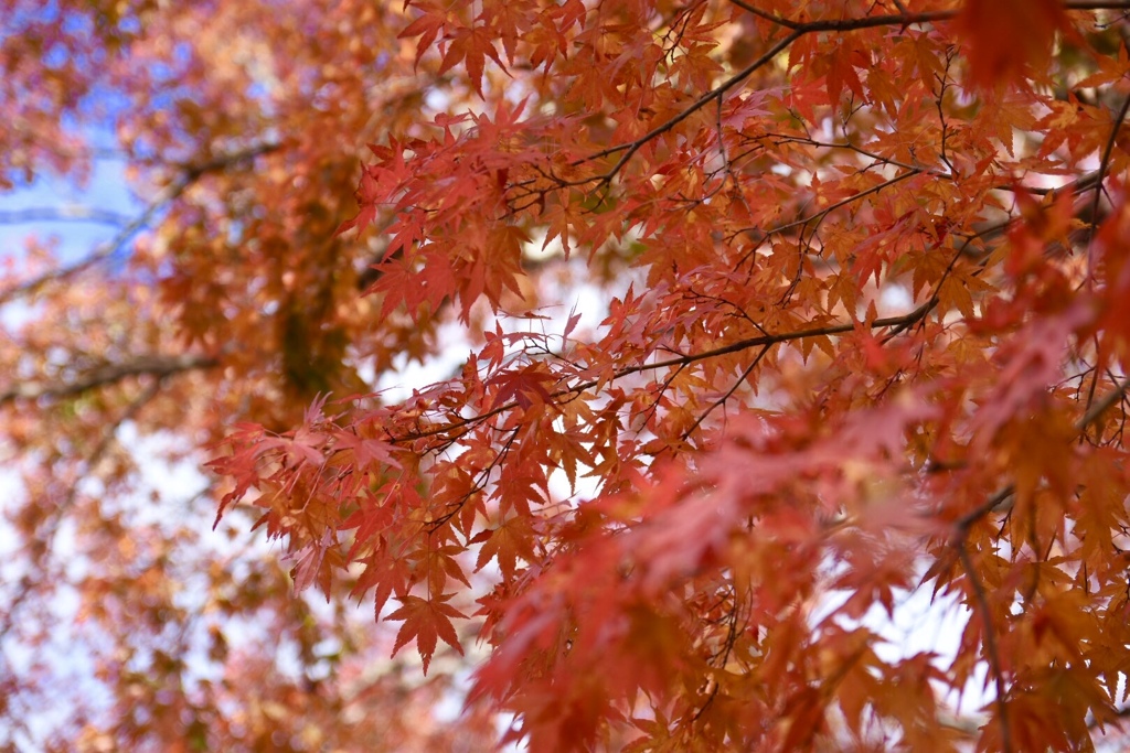 紅葉