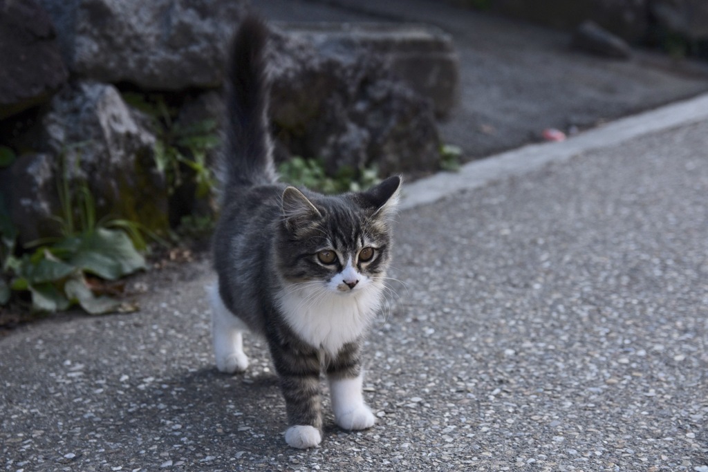 子猫