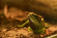 日本平動物園