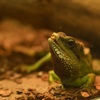 日本平動物園
