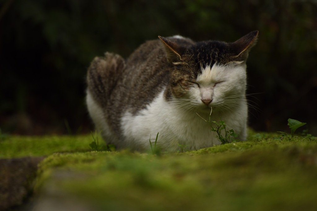 猫