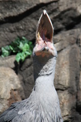 怪鳥のおたけび