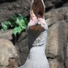 怪鳥のおたけび