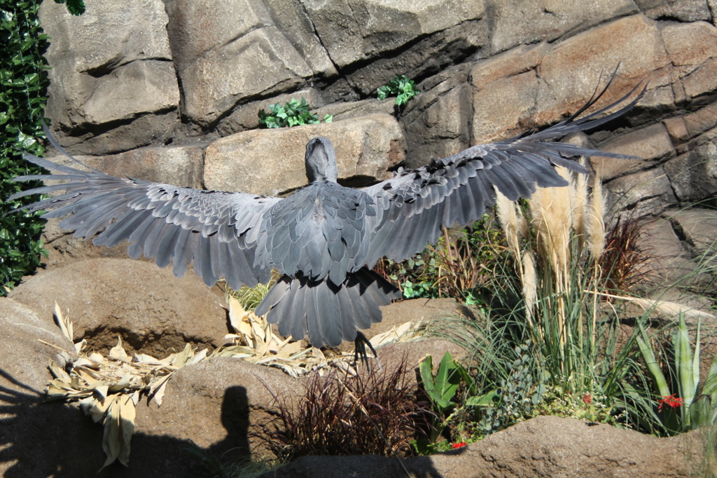 怪鳥飛来