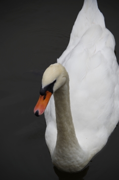 鳥