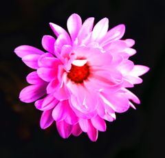 花花