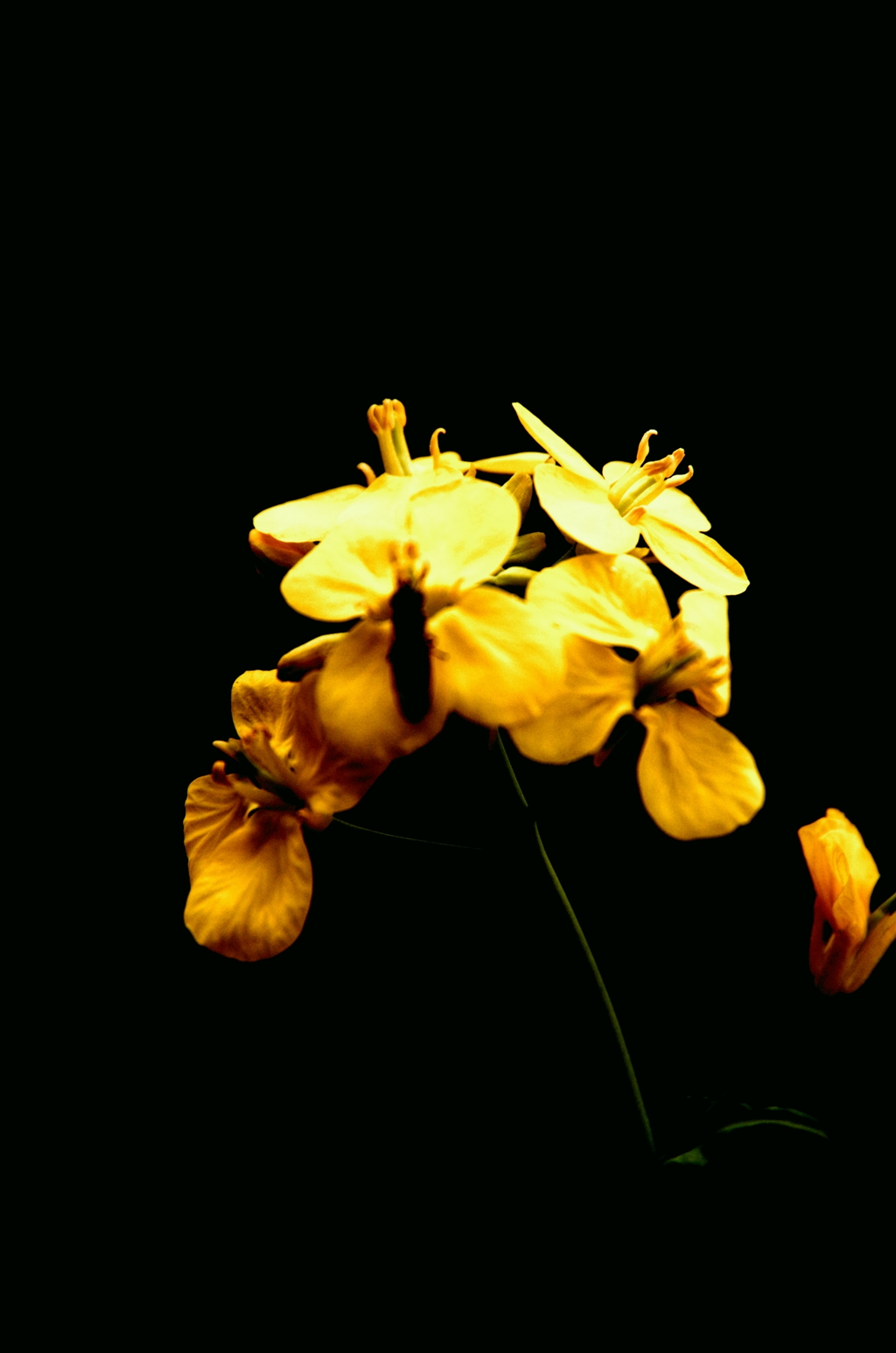 rapeseed blossom