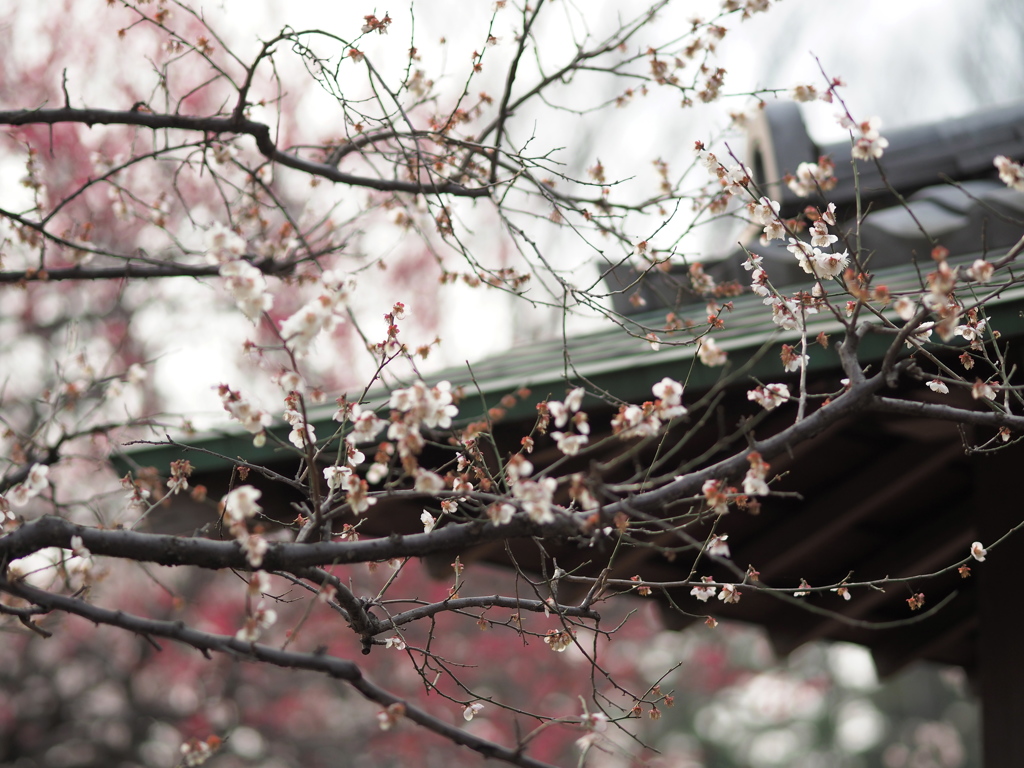 小金井の春