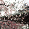 小金井の春