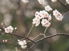 小金井の春