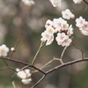 小金井の春