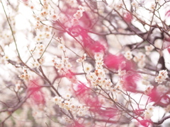 小金井の春