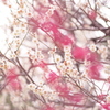 小金井の春