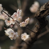 小金井の春